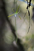 Darwin's orchid Madagascar,plants,plant,Plantae,Tracheophyta,Liliopsida,Orchidales,Orchidaceae,orchid,orchids,flower,flowers,shallow focus,Orchid Family,Monocots,Asparagales,Angraecum,Photosynthetic,Appendix II,Terre