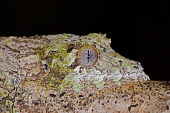 Gecko eye Madagascar,reptiles,reptile,gecko,geckos,camouflage,background matching,unusual,eye,close-up,close up,night