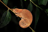 Brown chameleon Madagascar,reptiles,reptile,chameleon,chameleons,Animalia,Chordata,Reptilia,Squamata,Chamaeleonidae,night,flash,spiral,tail,clinging,tree