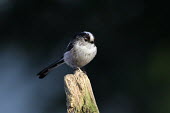 Long-tailed tit Bird,birds,Aves,Passeriformes,Aegithalidae,perched,perching,negative space