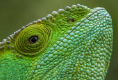 Parson's chameleon Madagascar,reptiles,reptile,chameleon,chameleons,Parson's chameleon,close-up,close up,Parsons giant chameleon,green,face,eye,colourful,colorful,Chamaeleonidae,Squamata,Lizards and Snakes,Reptilia,Rep