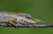 Lance-nosed chameleon Madagascar,reptiles,reptile,chameleon,chameleons,lance-nosed chameleon,long-nosed chameleon,unusual,shallow focus,green background,clinging,stick,twig,colourful,nose,close-up,close up,face,Squamata,Li