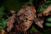 Satanic leaf tailed gecko Madagascar,reptiles,reptile,gecko,geckos,Uroplatus phantasticus,Uroplatus,phantasticus,Uroplatus schneideri,Satanic leaf tailed gecko,camouflage,background matching,brown,leaf,shallow focus,unusual,ey