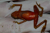 Note lesions, skin-shedding and the frog is not attempting to 'right' itself when laying on its back. The chytrid swab showed it was positive for Bd. dead,peeling,skin,frog,frogs,panama,bd,disease,animalia,infectious,bufonidae,lesions,chordata,symptoms,atelopus,batrachochytrium,dendrobatidis,amphibia,anura,chytrid,atelopus limosus,chytridiomycosis,