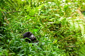 Eastern gorilla forest,gorillas,primates,apes,great ape,ape,Critically Endangered,Africa,Mammalia,Mammals,Chordates,Chordata,Primates,Hominids,Hominidae,Rainforest,Endangered,Gorilla,Animalia,beringei,Terrestrial,Her
