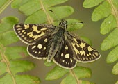Chequered skipper Butterfly,butterflies,colourful,colour,beautiful,insects,Scotland,UK,United Kingdom,Arthropoda,Arthropods,Insects,Insecta,Lepidoptera,Butterflies, Skippers, Moths,Skippers,Hesperiidae,North America,Ca