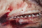 Bull shark jaws at a Malindi tourist market, Malindi, Kenya Coastline,Fish Market,Horizontal,Kenya,Outdoors,africa,african,color image,colour image,day,image,malindi,photo,photography,shark jaws,Cartilaginous Fishes,Chondrichthyes,Chordates,Chordata,Carcharhin