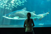 Person looking at shark in aquarium African conservation photography,africa,african,color,colour,day,holiday destination,image,photo,photograph,photography,vertical,tourism,aquarium,captive,captivity,people,person,people and nature