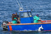 Fishermen catching shark fishing,fishing boat,shark fishing,pole fishing,small scale fishery,fisheries,overfishing