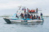 Shark watching boat with cage divers African conservation photography,Coastline,Deyer Island Conservation Trust,Horizontal,South Africa,Western Capev,africa,african,color,colour,day,deyer island,diving with sharks,extreme sports,great wh