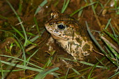 Natterjack toad in water bufonidae,natterjack toad,epidalea calamita,lesrives,lacdesrives,toads,amphibians,amphibian,toad,portrait,Anurans,water,pond,in water,Natterjack toad,Bufo calamita,Chordates,Chordata,Anura,Frogs and T