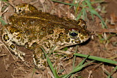 Natterjack toad portrait bufonidae,natterjack toad,epidalea calamita,lesrives,lacdesrives,toads,amphibians,amphibian,toad,portrait,Anurans,Natterjack toad,Bufo calamita,Chordates,Chordata,Anura,Frogs and Toads,Bufonidae,Toads