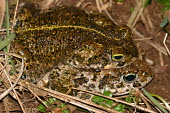 Natterjack toads in amplexus bufonidae,natterjack toad,epidalea calamita,lesrives,lacdesrives,toads,amphibians,amphibian,toad,portrait,Anurans,amplexus,mating,mate,reproduction,reproducing,Natterjack toad,Bufo calamita,Chordates,