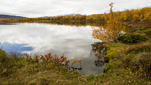 Abisko landscape Abisko,Autumn,fall,Fjäll,Höst,landscape,golden,water,lake,still,calm,forest,riverbank,lakes,Abisko_Sweden