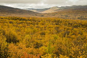 Golden landscape Abisko,Autumn,fall,Fjäll,Höst,landscape,golden,trees,leaves,forest,mountains,mountain,Abisko_Sweden