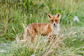 Curious fox Lofoten,Nordland,Norway,winter,curious,fox,red fox,grass,shallow focus,colour,contrast,young,looking at camera,dogs,wild dogs,Europe,European,Lofoten_Norway,Chordates,Chordata,Mammalia,Mammals,Carnivo