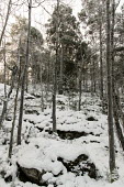 Snow covered forest Bredäng,Stockholm,winter,Bredang,Sweden,snow,trees,forest,frosty,snow covered,snowy,cold,frozen,Christmas,landscape,landscape photography,bred+ñng_sweden,Vinter