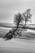 Two times Two birch,cloud,Norway,snow,tree,trees,Troms,winter,Tromso,Troms,lanscape,black and white,b&w,shadows,delicate,texture,grey,ice,nests,shadow,icy,snowy,christmas,TromsNorway,Birch,Cloud,Snow,Tree,Winter
