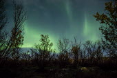 Northern lights Abisko,Autumn,Fjäll,Höst,Tromso,Norway,northern lights,lights,sky,night,dark,stars,trees,green,Troms,TromsNorway