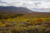 Abisko landscape Abisko,Autumn,fall,Fjäll,Höst,landscape,Lappland,Sweden,golden,lake,mountains,colour,colourful,colorful,valley,Abisko_Sweden