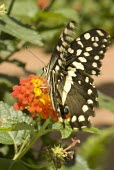 Papilio grosesmithi Insects,Insecta,Lepidoptera,Butterflies, Skippers, Moths,Arthropoda,Arthropods,Swallowtails,Papilionidae,Lower Risk,Africa,Flying,Papilio,Terrestrial,Near Threatened,Aquatic,Animalia,IUCN Red List,Her