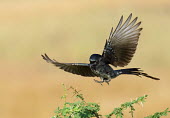 Black drongo landing Birds,bird,Aves,India,Dicruridae,drongos,landing,wings,feathers,feather,wing,land,flying,in flight