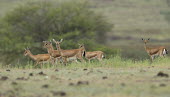 Chinkara herd Indian gazelle,gazelles,Bovidae,bovids,bovid,Cetartiodactyla,mammalia,mammal,mammals
