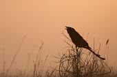 Black drongo calling Birds,bird,Aves,India,Dicruridae,drongos,sunrise,morning,orange,calling,call,vocalising,perching