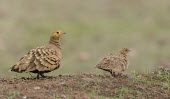 Chestnut-bellied sandgrouse Bird,birds,Aves,grouse,sandgrouse,chick,young,cute,father,male,juvenile,Birds,Chordates,Chordata,Pigeons and Doves,Columbiformes,Ciconiiformes,Herons Ibises Storks and Vultures,Pteroclididae,Sandgrous