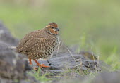 Rock bush quail quail,quails,bird,birds,Aves,Perdicinae,Phasianidae,Galliformes,Old World quail,game,game bird