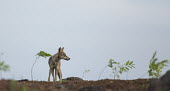 Indian wolf in habitat Canis lupus pallipes,wolves,wolf,dogs,canids,canidae,India,Indian,landscape,subspecies,grey wolf,Indian wolf,wild dogs,Dog, Coyote, Wolf, Fox,Canidae,Chordates,Chordata,Mammalia,Mammals,Carnivores,Car