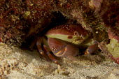 Batwing coral crab Animalia,arthropoda,crustacea,decapoda,carpiliidae,crab,close up,crustacean,ocean,reef