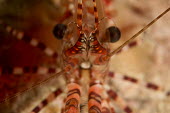 Shrimp close up Decapods,decapod,crustacean,crustceans,decapoda,invertebrate,shrimp,prawn