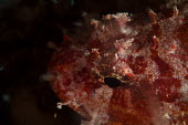 Decoy scorpion fish close up Animalia,actinopterygii,scorpaeniformes,scorpaenidae,reef,reef fish,close up,eye,fish,ocean