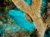Fingerprint Cyphoma Animalia,mollusca,gastropoda,ovulidae,sea snail,gastropod,mollusc,profile,marine,ocean,reef,molluscs