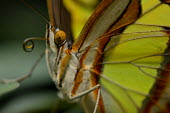 Malachite close up butterfly,invertebrate,insect,insecta,animalia,arthropoda,lepidoptera,nymphalidae,close up,malachite,eye,butterflies,insects