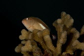 Arc-eye hawkfish Animalia,fish,Cirrhitidae,Perciformes,Actinopterygii,reef fish,coral reef,colourful