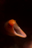 Dwarf moray eel close up Animalia,fish,actinopterygii,anguilliformes,muraenidae,gymnothorax,blackspot moray,dirty yellow moray,reef,ocean,close up,mouth,halloween,eels,eel