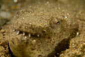 Eel buried in the sand Animalia,fish,actinopterygii,anguilliformes,reef,ocean,sand,buried,teeth,eyes,eels,eel