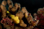Giant frogfish Animalia,fish,frogfish,commerson's frogfish,actinopterygii,lophiiformes,antennariidae,marine,reef fish,camouflage,ocean,reef,yellow
