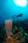 Big barrel sponge Animalia,sponge,porifera,demospongiae,haplosclerida,petrosiidae,ocean,reef,diver,profile,invertebrate,sponges,sea sponge