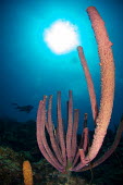Tubular sponge Animalia,sponge,porifera,ocean,reef,diver,profile,invertebrate,sponges,sea sponge