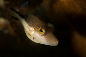 Sharpnose puffer Animalia,fish,pufferfish,actinopterygii,tetraodontidae,juvenile,close up,eye,marine,reef fish,ocean
