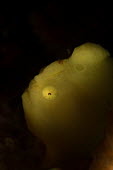 Giant frogfish Animalia,fish,frogfish,commerson's frogfish,actinopterygii,lophiiformes,antennariidae,marine,reef fish,camouflage,ocean,reef,close up,eye,side profile