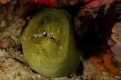 Green moray Animalia,fish,eel,actinopterygii,anguilliformes,muraenidae,teeth,marine,reef fish,reef,head