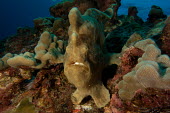 Giant frogfish Animalia,fish,frogfish,commerson's frogfish,actinopterygii,lophiiformes,antennariidae,marine,reef fish,camouflage,ocean,reef,portrait