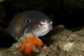 Hawaiian conger eel Animalia,actinopterygii,anguilliformes,congridae,eel,fish,head,close up,reef,reef fish,marine,ocean,conger eel,eels