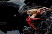 Sally Lightfoot crab Animalia,arthropoda,crustacean,decapoda,brachyura,grapsidae,crustacea,decapod,red rock crab,side profile,marine,invertebrate,crabs