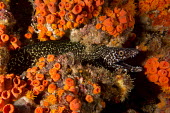 Spotted moray eel Animalia,actinopterygii,anguilliformes,muraenidae,spotted,fish,eel,moray,reef,reef fish,orange,coral,coral reef,ocean,marine,eels