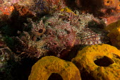 Reef scorpionfish Animalia,fish,actinopterygii,scorpaeniformes,scorpaenidae,reef fish,side view,eye,camouflage,coral,ocean,reef